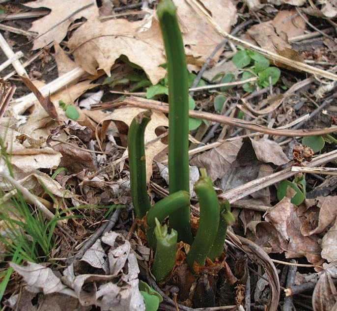 Sustainable Fiddlehead Harvesting | Spring 2021 Discoveries