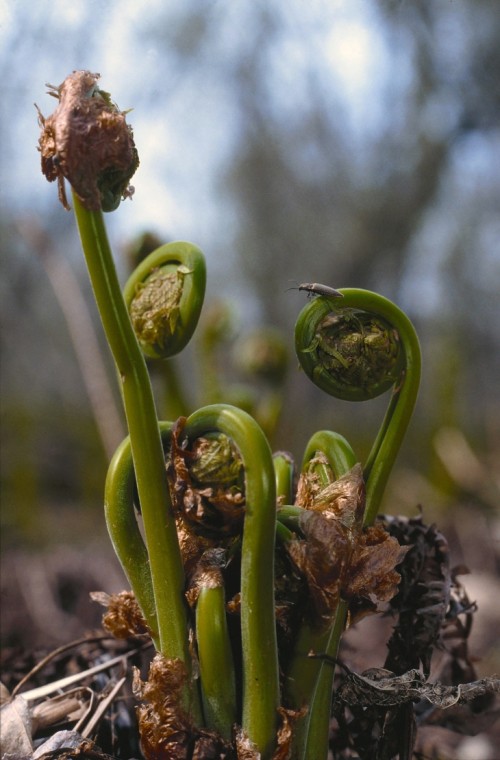 Fiddlehead ferns