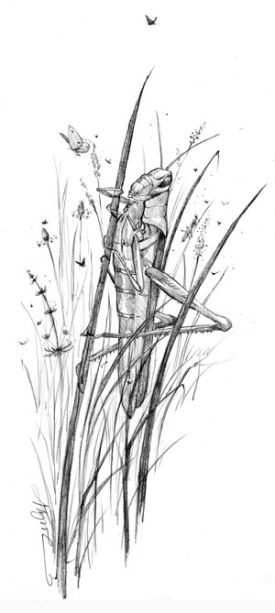 fields_cropped.jpg thumbnail