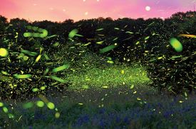 Firefly_1.jpg thumbnail