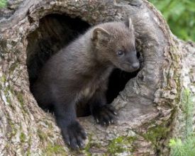 Fisher-1.jpg thumbnail