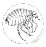 Flea_thumb.jpg thumbnail