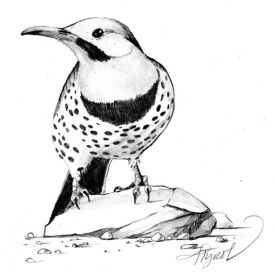 flickerpix_pop800.jpg thumbnail