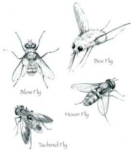 Flies_cropped.jpg thumbnail
