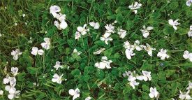 Flowers_bees_w.jpg thumbnail