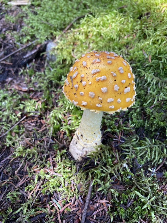 Fly agaric