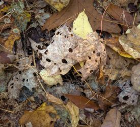 Foliage season thumbnail