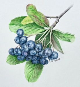 Chokeberry thumbnail