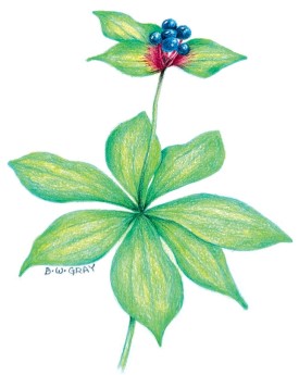 Foraging etiquette thumbnail