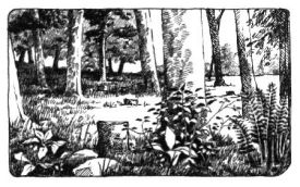 Forest_health_web.jpg thumbnail