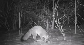 Fox_1_web.jpg thumbnail