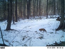 fox_blog.jpg thumbnail