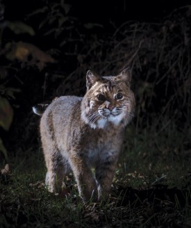 from_center_bobcat_tig_web.jpg thumbnail