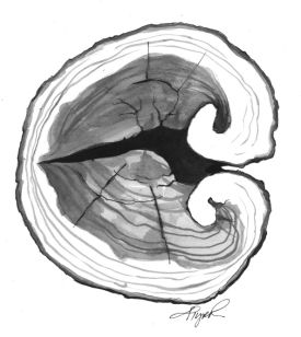 Frost_crack_1.jpg thumbnail