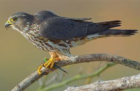 fusion_foods.jpg thumbnail