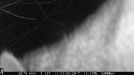 Game_Cam_Mystery_2_2_17_web.jpg thumbnail