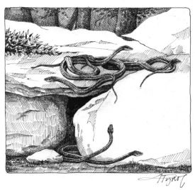garter_snakes.jpg thumbnail