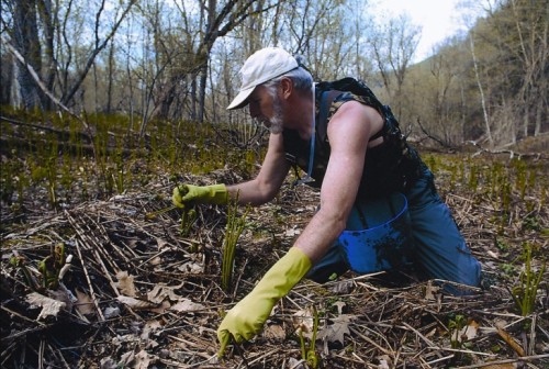 Gathering fiddleheads