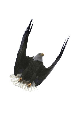 Bald eagle thumbnail
