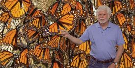 giant_butterflies.jpg thumbnail