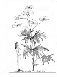 giant_hogweed_thumb.jpg thumbnail