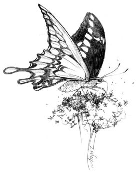 Giant_Swallowtail_w.jpg thumbnail
