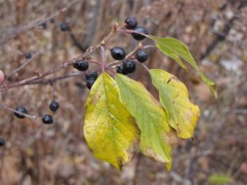 Glossy buckthorn thumbnail