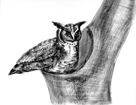 great_horned_owl_web.jpg thumbnail