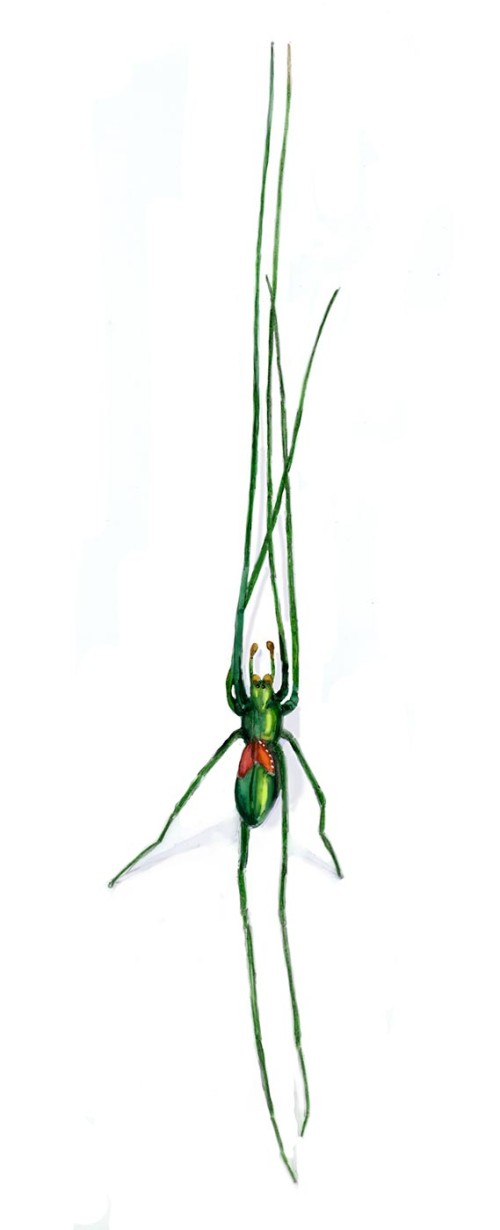 Green spider