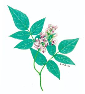 Groundnuts thumbnail