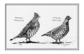 Grouse_comp.jpg thumbnail
