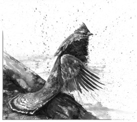 Grouse thumbnail