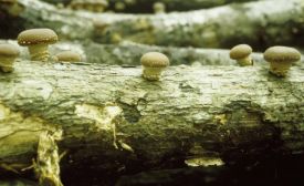 growing_shrooms.jpg thumbnail