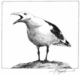 gull.jpg thumbnail