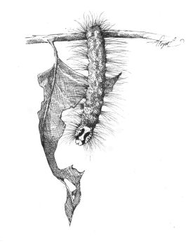 gypsy_moth_cat_2.jpg thumbnail