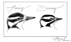 hairy_downy_web.jpg thumbnail