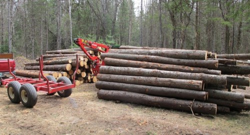 Timber harvest