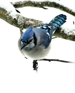 Bluejay Photo: Ken Hatch