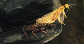 hatch1.jpg thumbnail