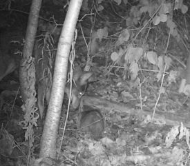 Head_Possum.jpg thumbnail