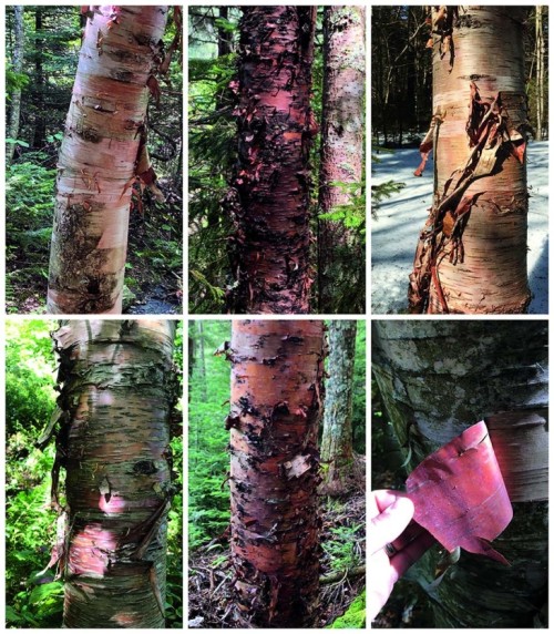 Heartleaf birch collage