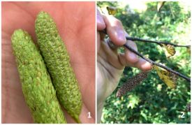 Heartleaf Birch thumbnail