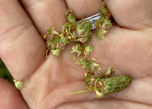 Heartleaf catkins