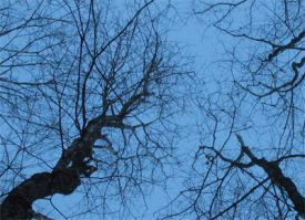 helpbesttrees400.jpg thumbnail