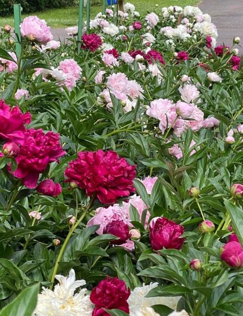 Peonies