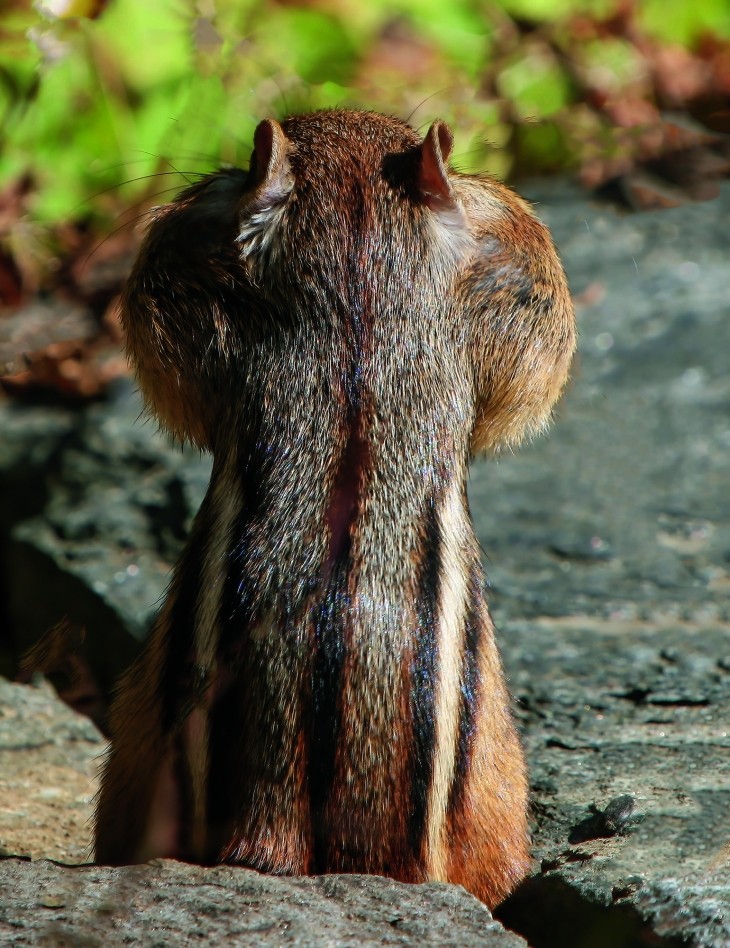 Chipmunk cheeks