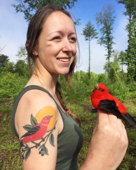 Scarlet tanager thumbnail