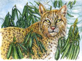 Bobcat thumbnail