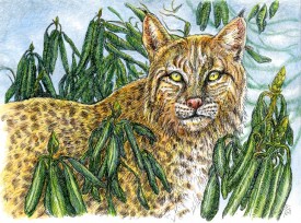Bobcat thumbnail
