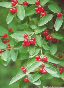 HoneysuckleF.jpg thumbnail